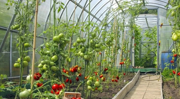 大棚小知識(shí)：低溫雨雪天，大棚蔬菜該如何防凍？